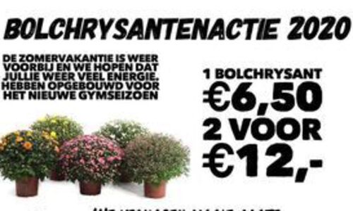 Bolchrysanten actie