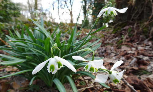 Groninger Bloembollenroute bij Jan Wilde een Tuin